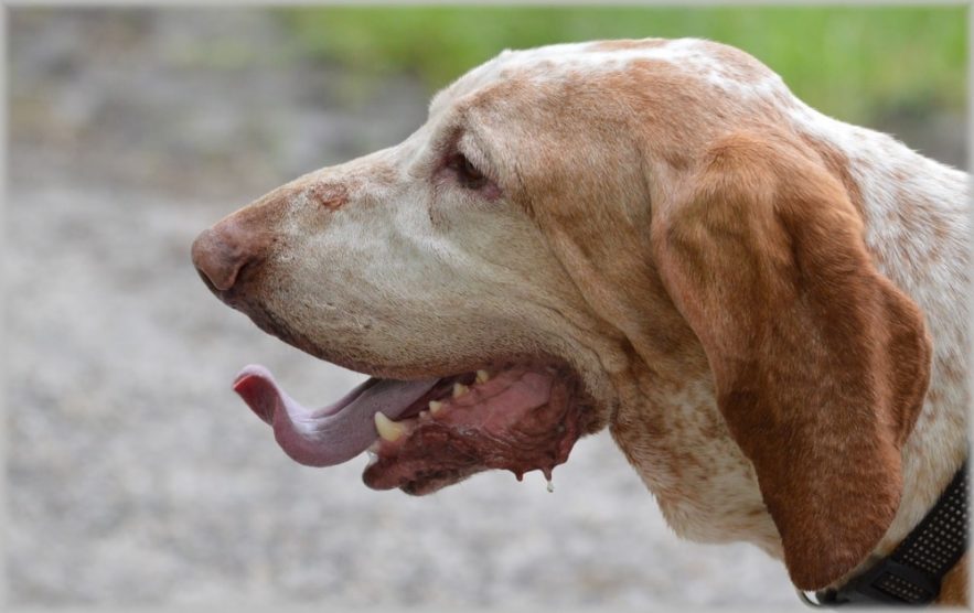 amputation chien