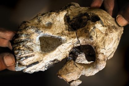 homme ancetre crane decouverte