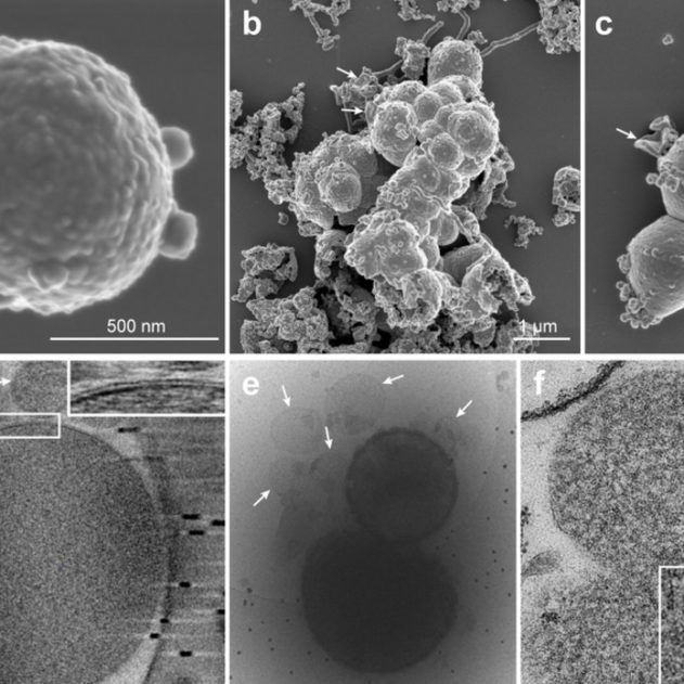 microbe evolution