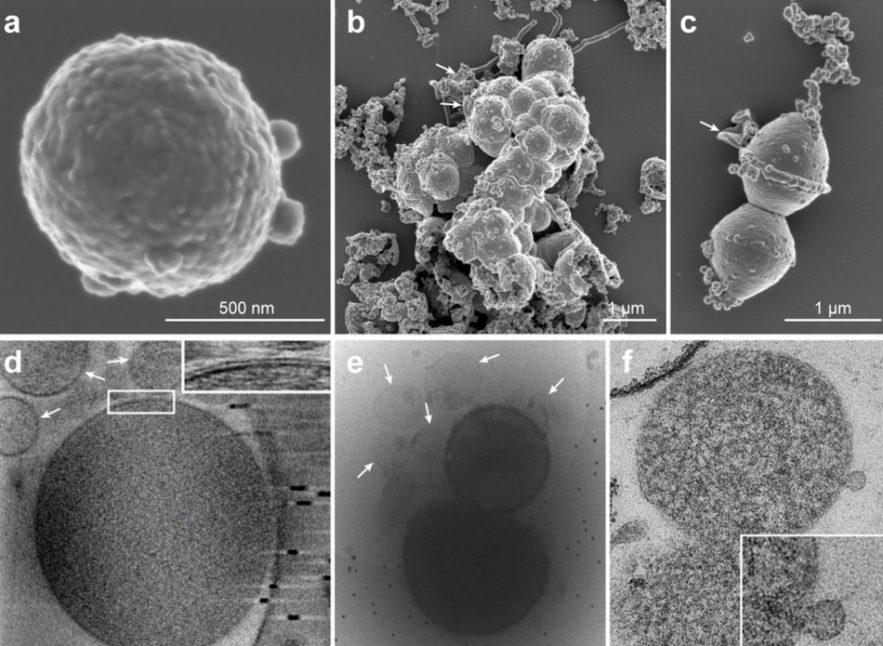 microbe evolution