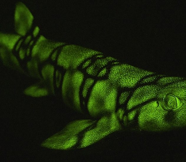 biofluorescence requins