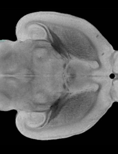 cerveau rat cellule souche
