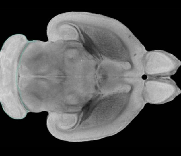 cerveau rat cellule souche