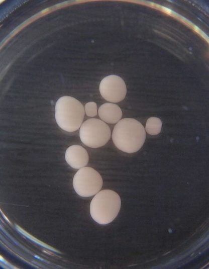 cerveau laboratoire cellules souches cellule