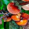 champignon reishi bienfaits