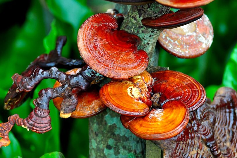champignon reishi bienfaits