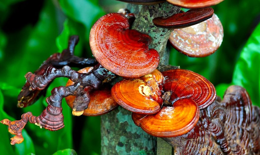 champignon reishi bienfaits