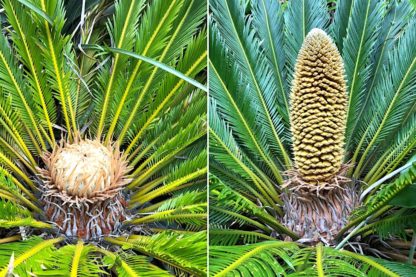 cycas femelle male