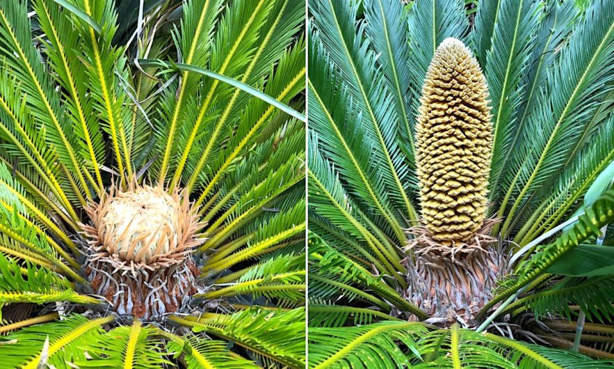 cycas femelle male