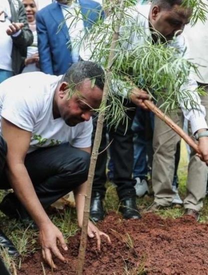 ethiopie arbres