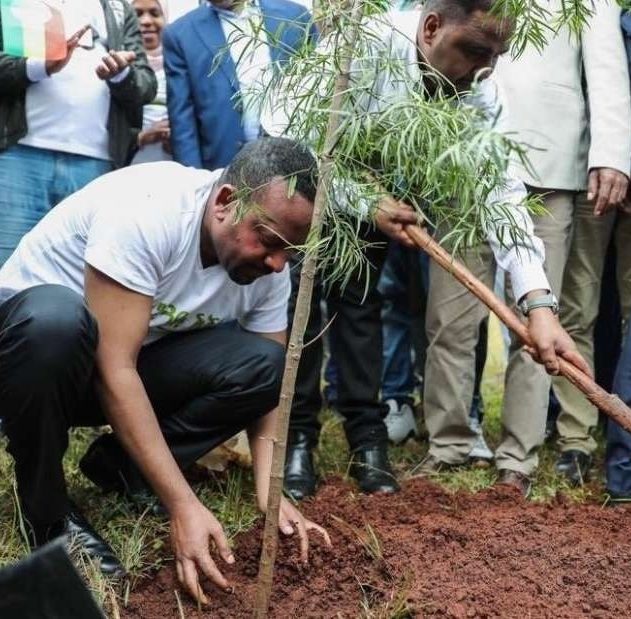 ethiopie arbres