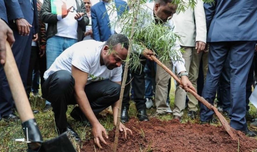 ethiopie arbres