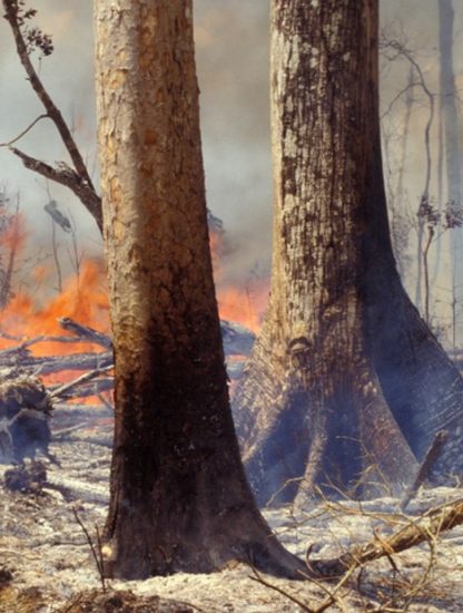 foret amazone
