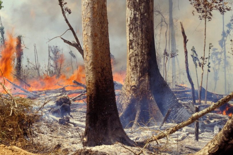 foret amazone