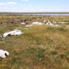 oiseaux aquatiques morts tempete grele montana