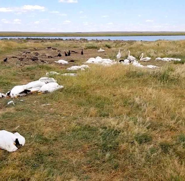 oiseaux aquatiques morts tempete grele montana