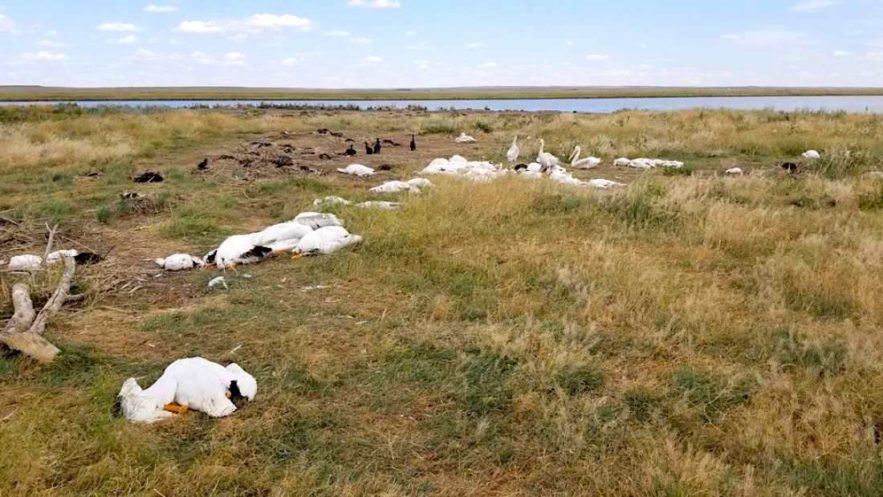 oiseaux aquatiques morts tempete grele montana