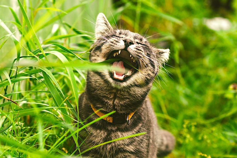 pourquoi chats mangent herbe etude