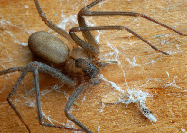recluse brune