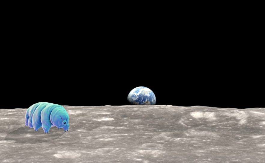 tardigrades sur lune beresheet crash