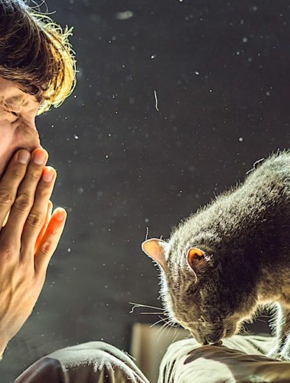 vaccin contre allergies aux chats