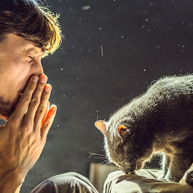 vaccin contre allergies aux chats