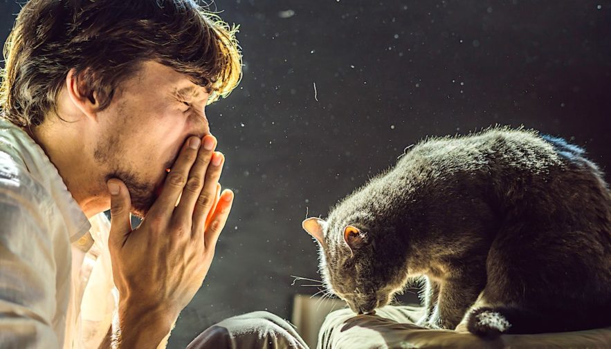 vaccin contre allergies aux chats