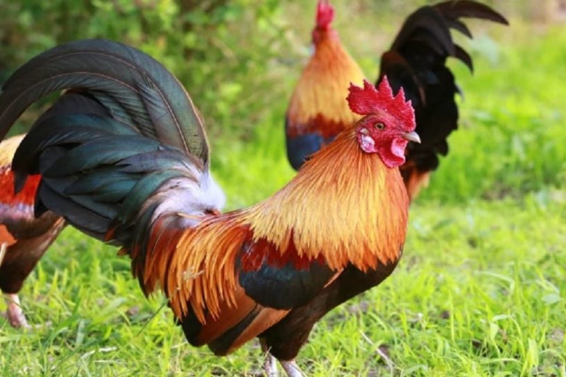 deces blessures coq
