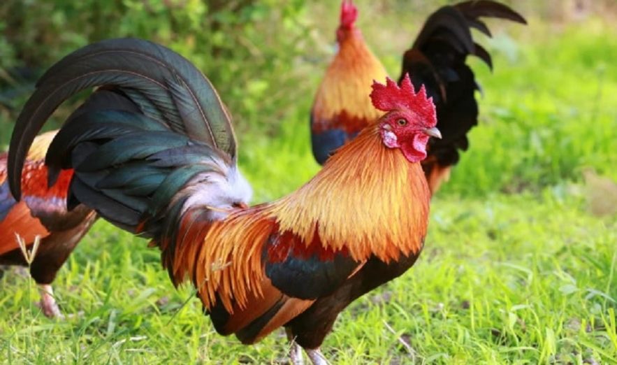 deces blessures coq