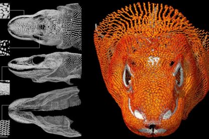 tete dragon komodo lezard cotte maille armure os ossements