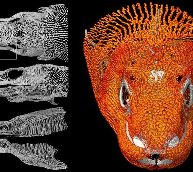 tete dragon komodo lezard cotte maille armure os ossements