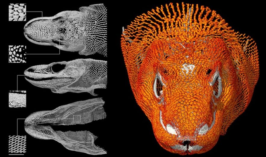 tete dragon komodo lezard cotte maille armure os ossements