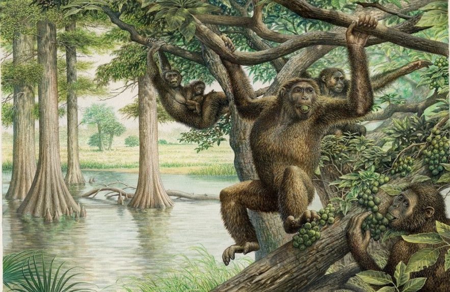 fossile rudapithecus