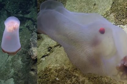 creature fonds marins meduse transformation metamorphose