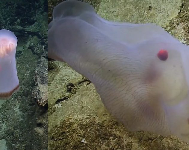 creature fonds marins meduse transformation metamorphose
