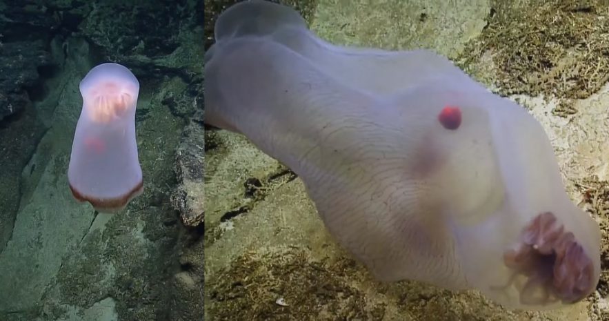 creature fonds marins meduse transformation metamorphose