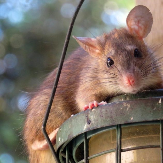 rat cache-cache