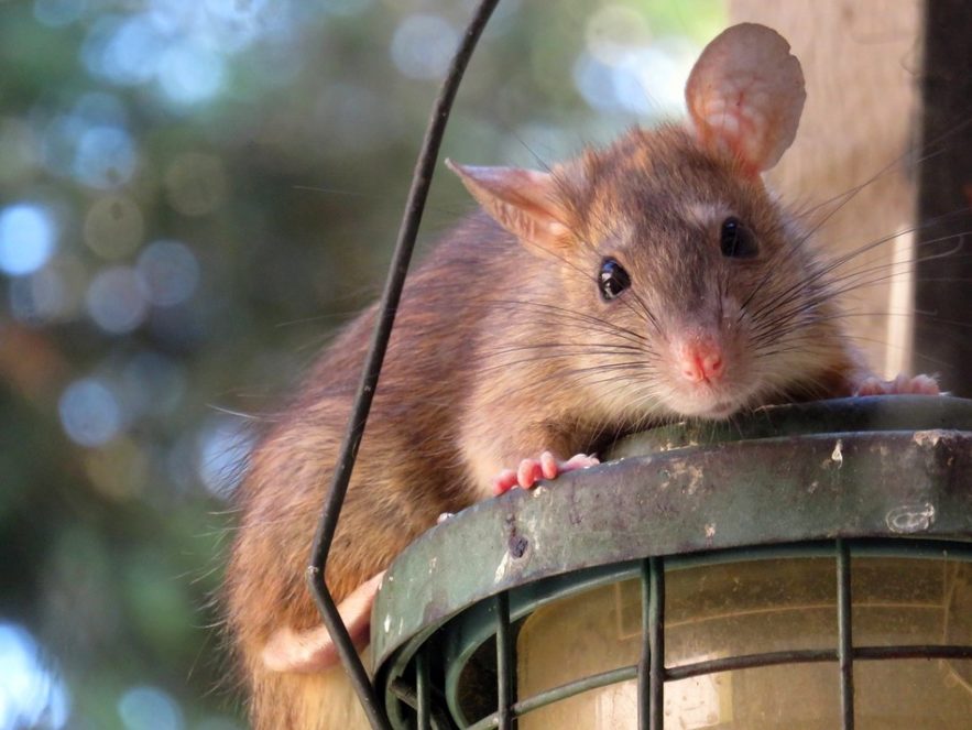 rat cache-cache