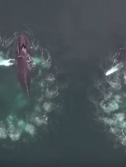 baleines bulles