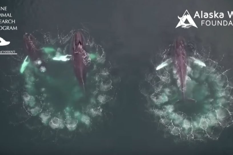 baleines bulles
