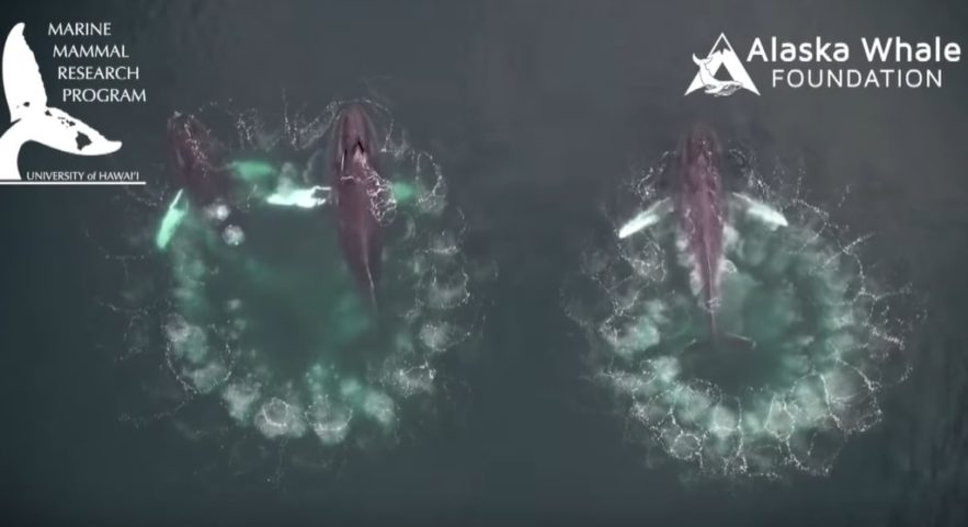 baleines bulles