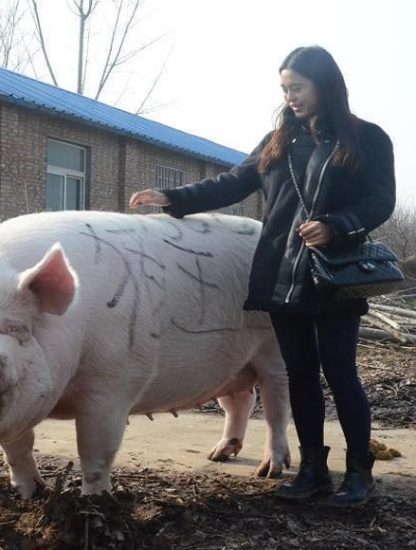 chine porcs geants