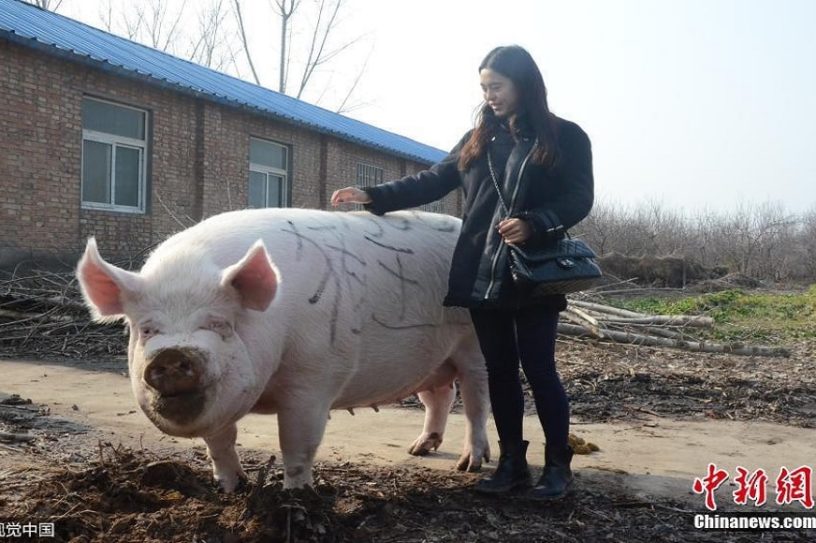 chine porcs geants