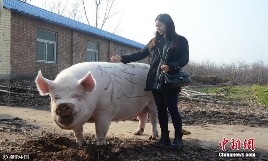 chine porcs geants