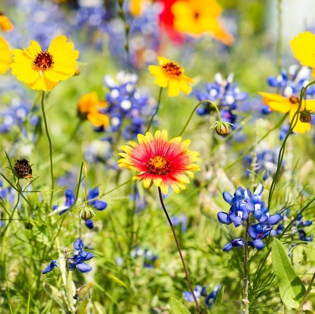 communication plantes