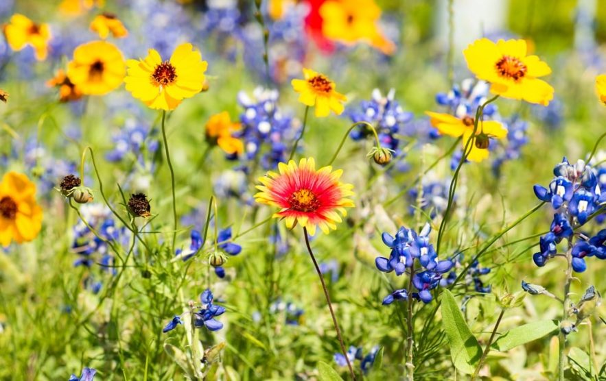 communication plantes