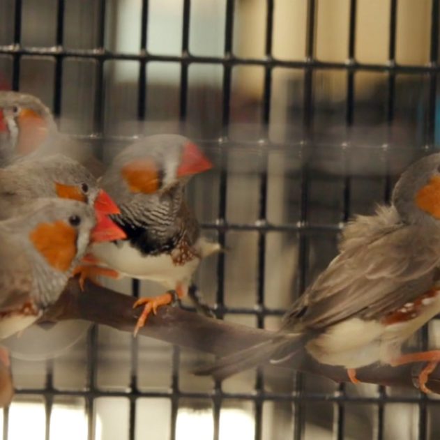 oiseau-diamant-mandarin