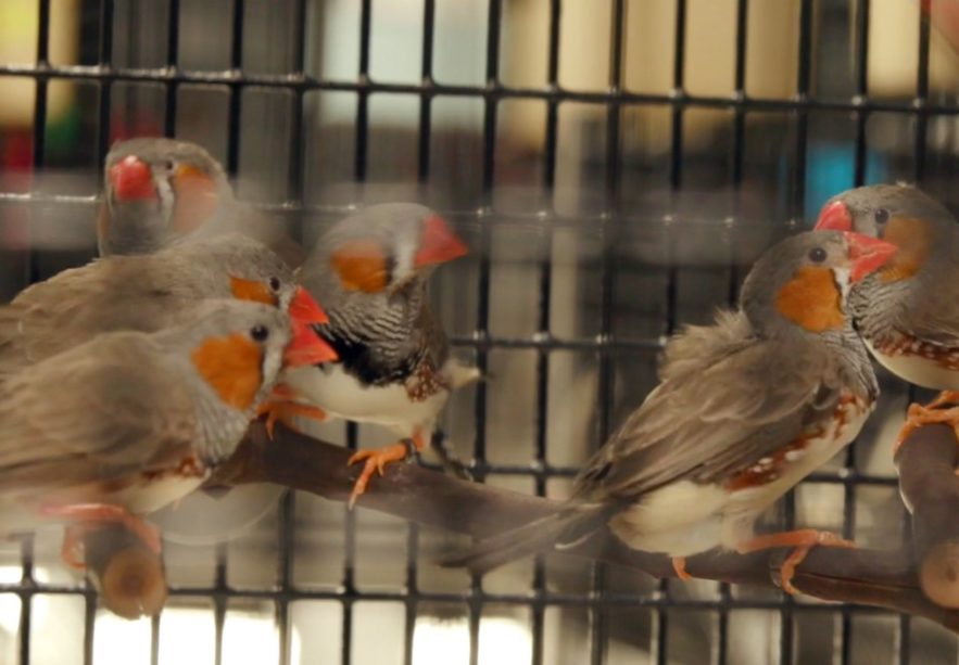 oiseau-diamant-mandarin