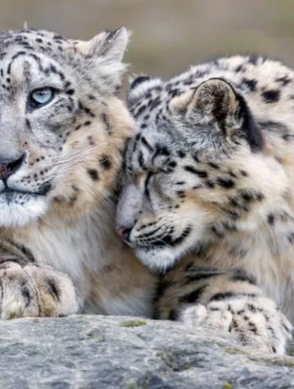 diversite genetique animale