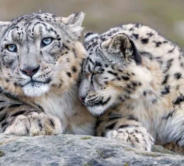 diversite genetique animale